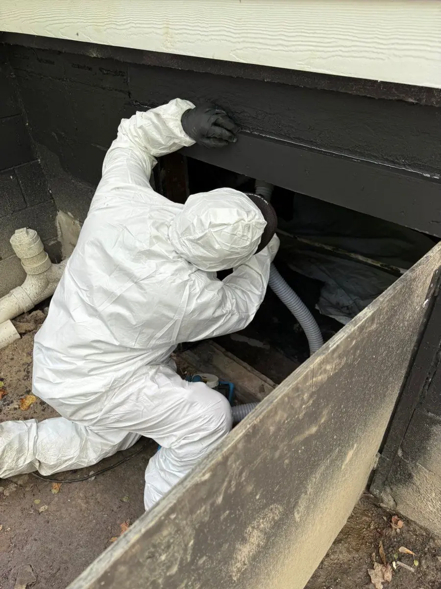 Clean, sanitized surface after mold remediation